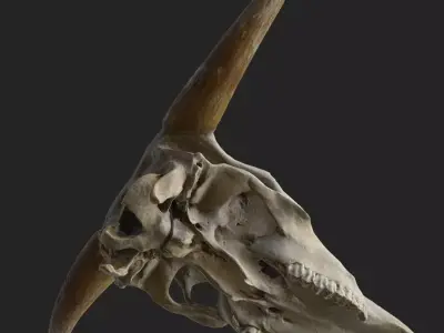Realistic Scanned Bull Skull Low-poly 3D model