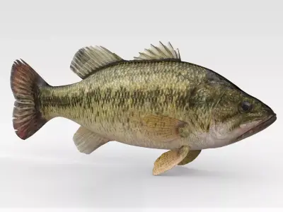 Bass Fish 3D model