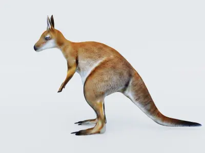 Kangaroo Free 3D model