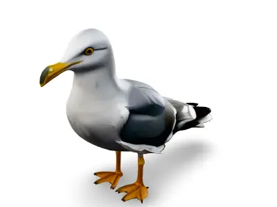Realistic Seagull 3D Model Low-poly 3D model