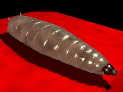 Maggot Rigged 3D model