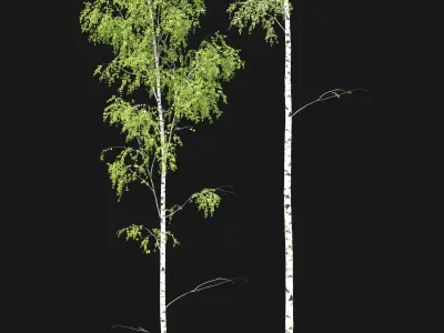 Birch forest part 10 3D model