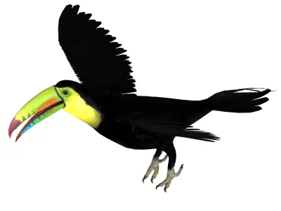 Toucan Bird Low-poly 3D model