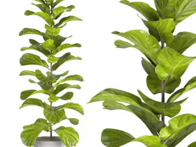 indoor plant set08 Free 3D model