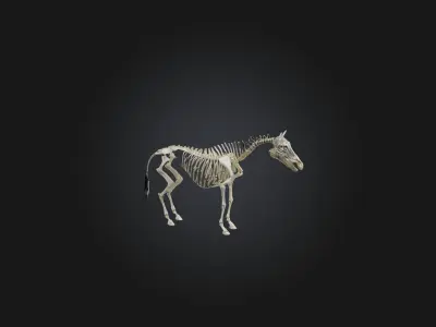 Realistic Zebra Skeleton Model Low-poly 3D model