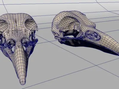 Raven skull  3D model