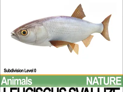 Leuciscus Svallize 3D model