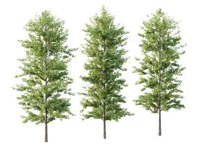 Maidenhair Ginkgo Biloba Tree 03 3D model