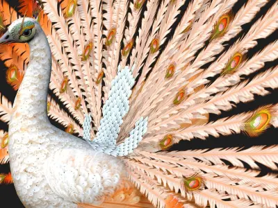 Peacock V5E 3D model