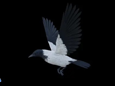 Realistic Animated Hooded Crow Low-poly 3D model