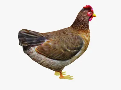 Hen Animal Free 3D model