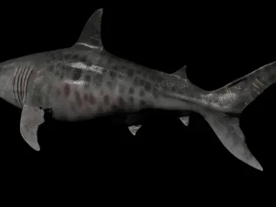 Megalodon Low-poly 3D model