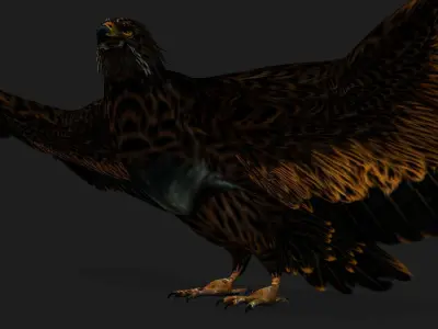Eagle A5 3D model