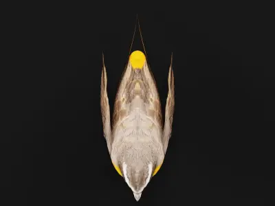 Cape Robin Chat Bird Low-poly 3D model