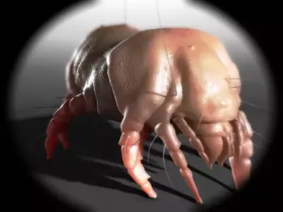 Dust Mite 3D model