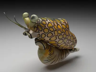 Flamingo Tongue Snail 3D model