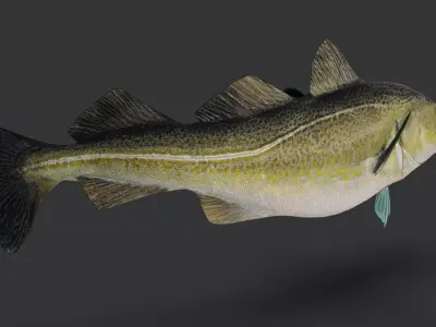 Realistic Atlantic Cod Animated 3D model