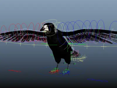 Australian Magpie Rigged 3D model