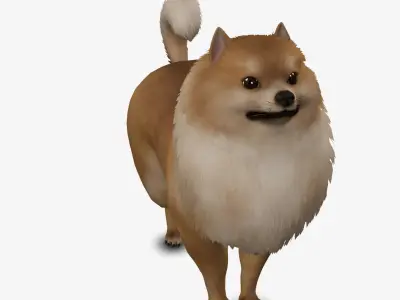 Dog Pomeranian Low-poly 3D model
