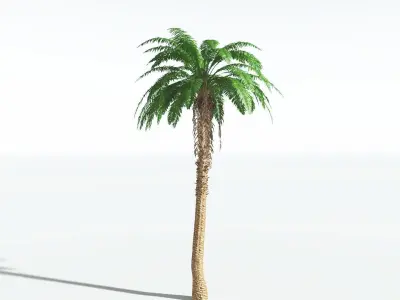 EVERYPlant African Oil Palm 2 --16 Models-- 3D model