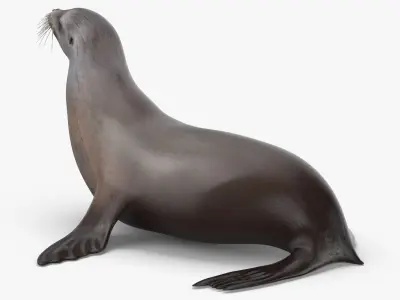 Sea Lion 3D model order