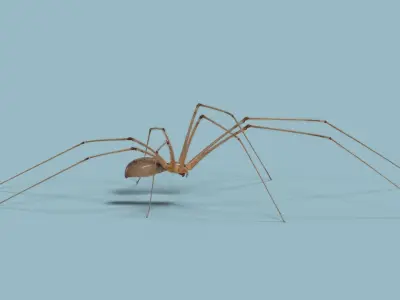 Spider Pholcus  Rigged VFX Grace 3D model