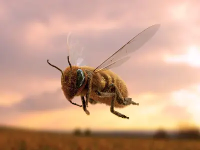 Animated bee 3D model