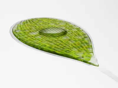 Phacus Low-poly 3D model