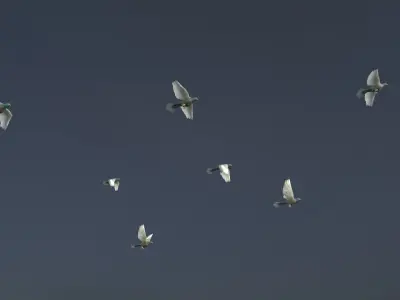 Background Birds Pigeon Flock Updated V5 -Animated - Low Poly Low-poly 3D model