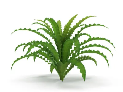 Pogostemon helferi 3D model