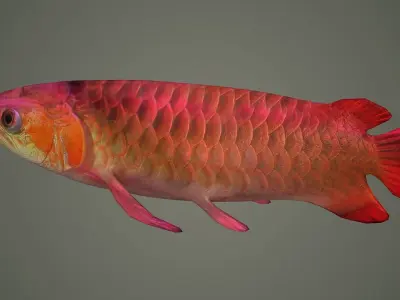 arowana fish fish fish animal freshwater art jewelry sea 3D model