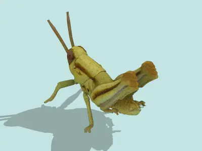 Grasshopper nymph Low-poly 3D model