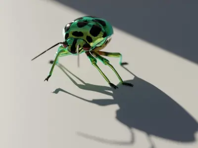 Jewel Bug Chrysocoris stollii Low-poly 3D model