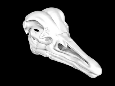 Ostrich skull Low-poly 3D model