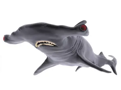 Hammer Shark 3D model