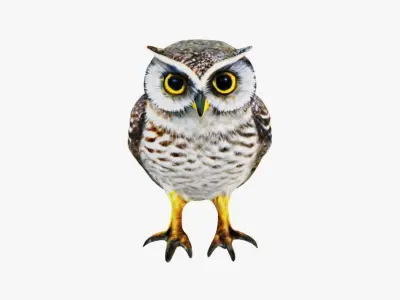 Owl Animal Free 3D model