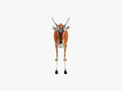 Antelope Free 3D model