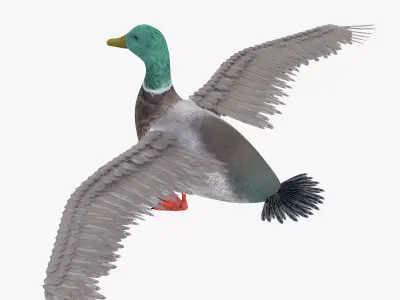Duck bird rigged 3d model Low-poly 3D model