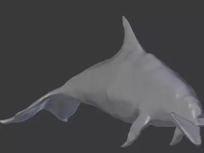 Dolphin Delfin Base 3D model