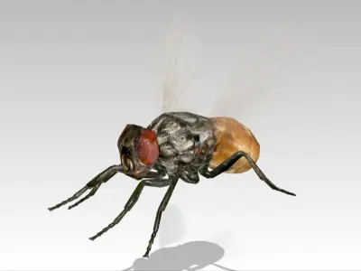 Fly Animated Low-poly 3D model