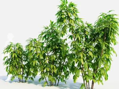 Chuniophoenix humilis b 3D model