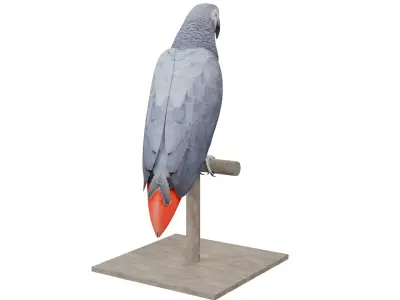 African Grey Parrot 3D model