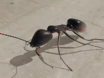 Ant 3D model rigged animated Low-poly 3D model