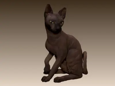 Sphinx cat 3D model
