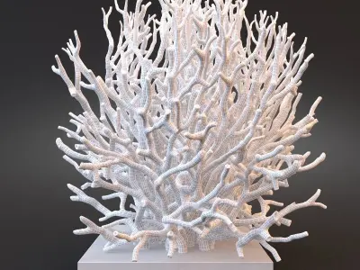 White Coral Specimen on Lucite Stand 3D model