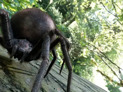 Spider Black Widow Low-poly 3D model