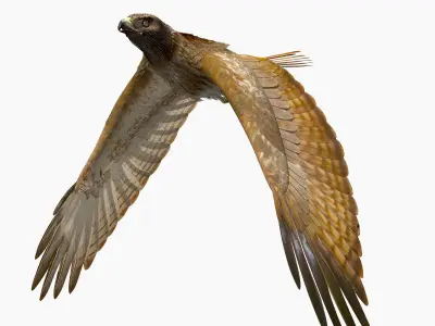 Red Tailed Hawk - rigged - animated 3D model