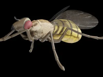 Housefly fully rigged low poly Low-poly 3D model