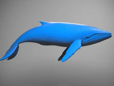 Blue Whale Free 3D print model