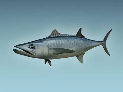 King Mackerel 3D model